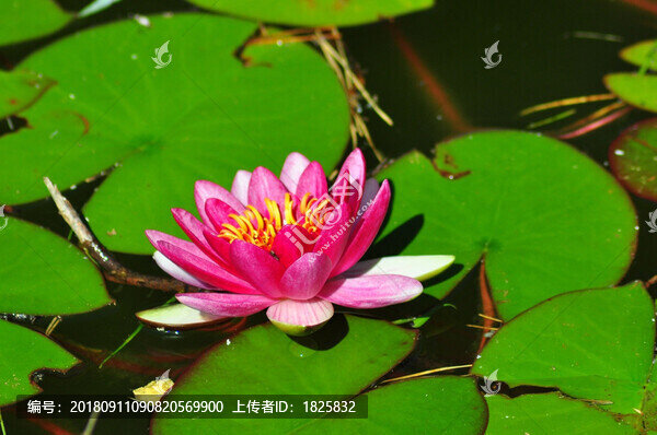 荷花