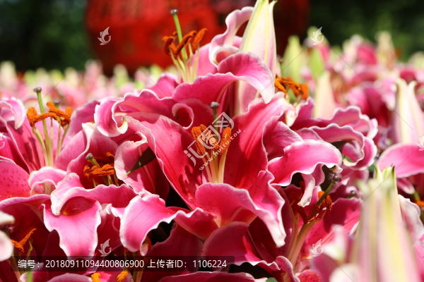 紅色百合花