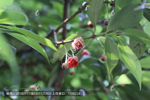 紅毒茴