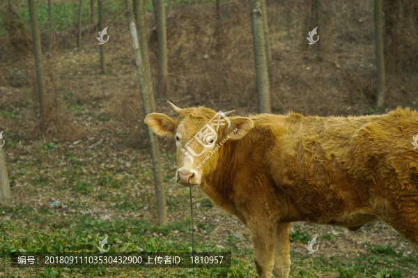 黃牛