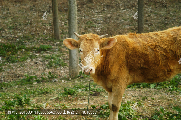 黃牛