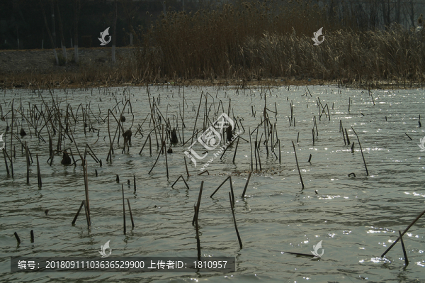 鐘祥莫愁湖