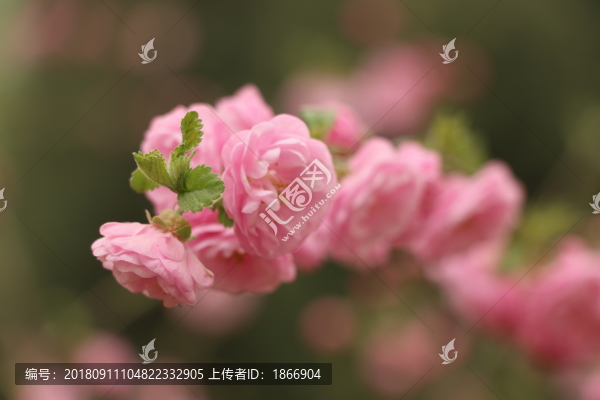 小桃紅