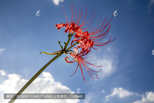 彼岸花
