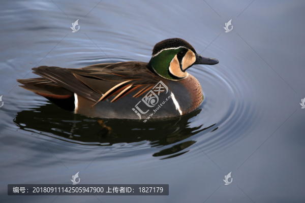 花臉鴨