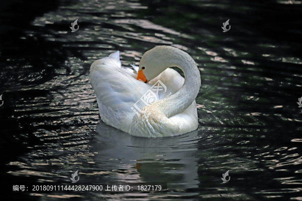 白天鵝