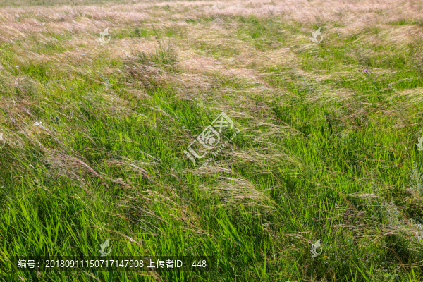 草原的草