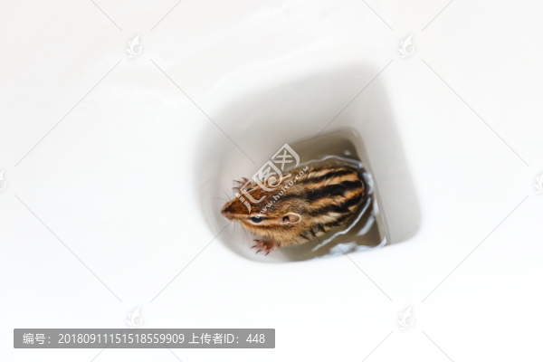 躲在馬桶里的小松鼠