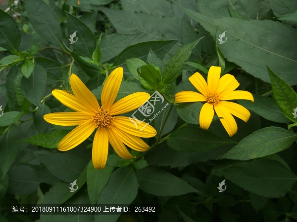 洋姜花