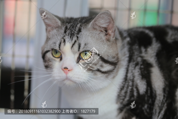貓