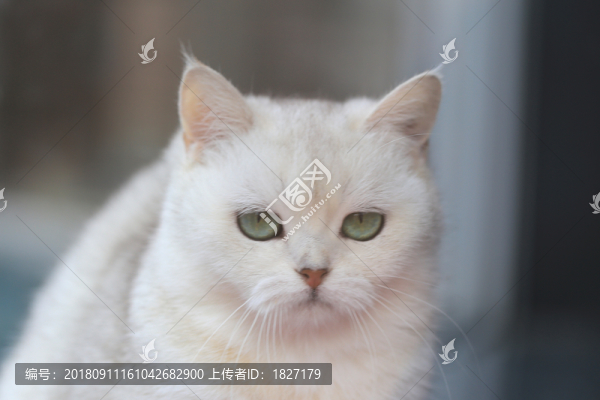 貓