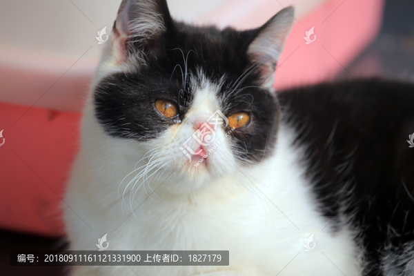 加菲貓