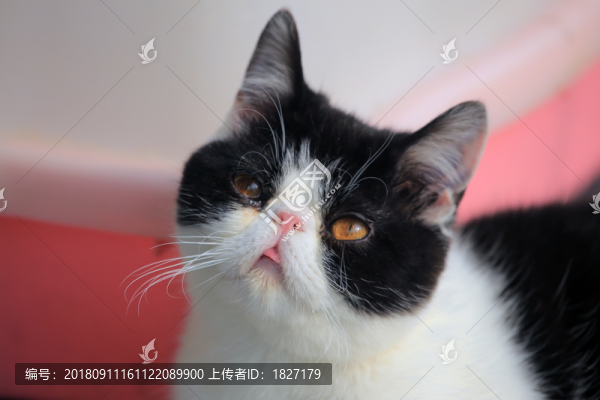 加菲貓