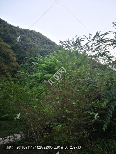 檀皮