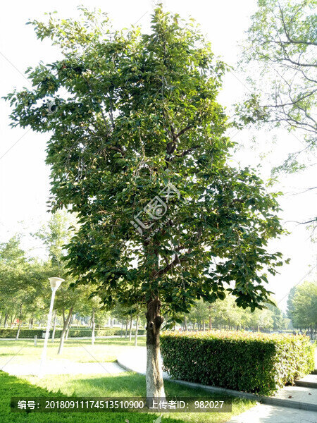 柿子樹