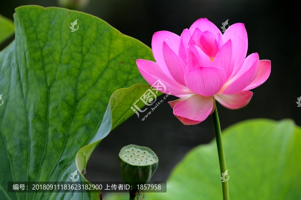 荷花