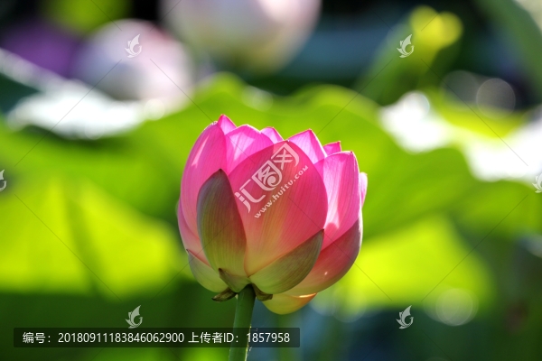 荷花