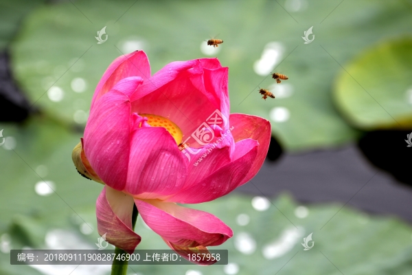 荷花