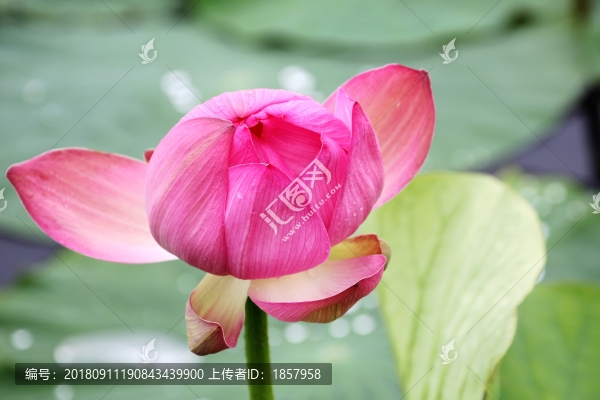 荷花