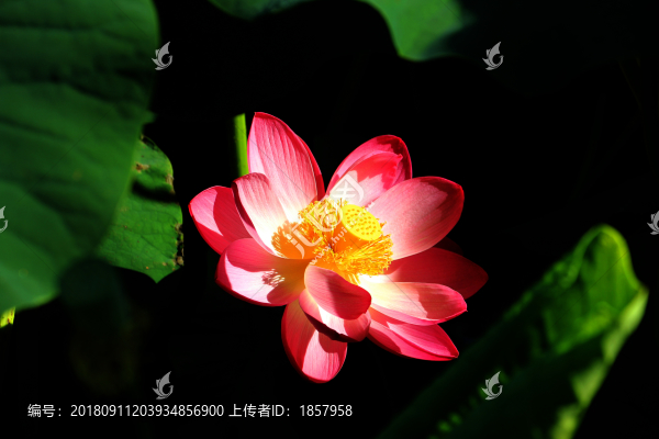 荷花