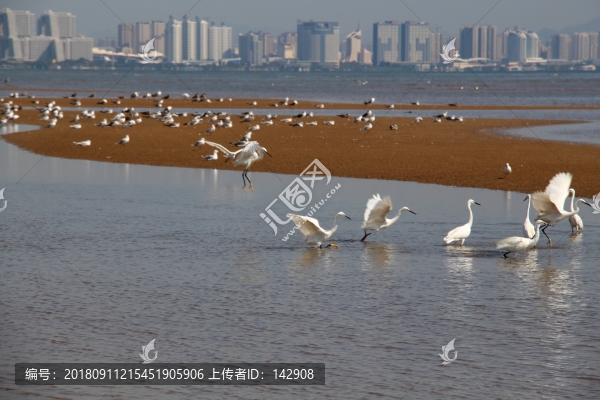 北戴河海灘的白鷺