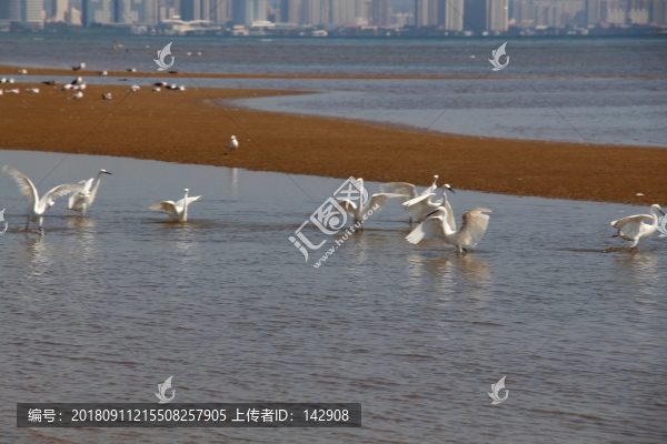 海邊的白鷺