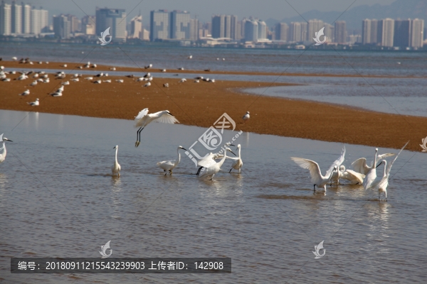 一群白鷺
