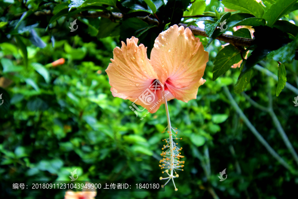花