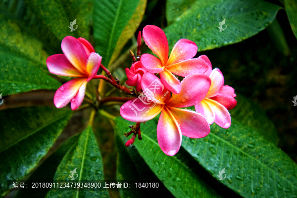 花