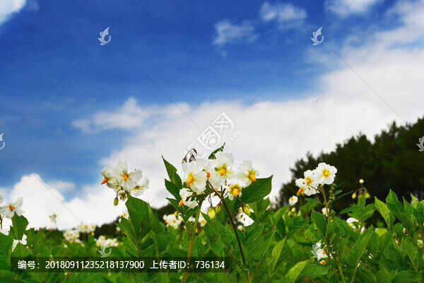土豆花
