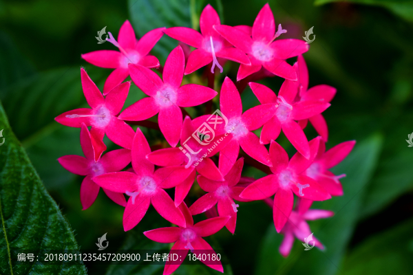 花