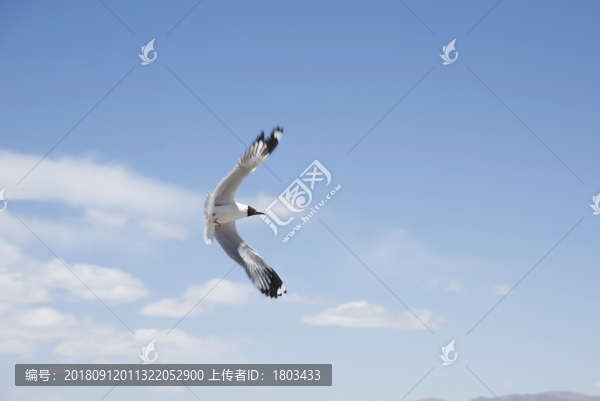 展翅飛翔的海鷗
