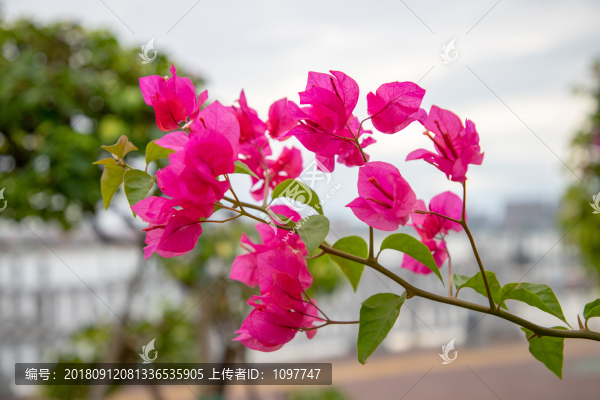 三角梅