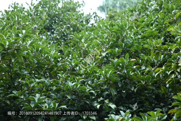 樹(shù)葉