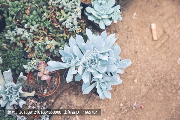 多肉植物