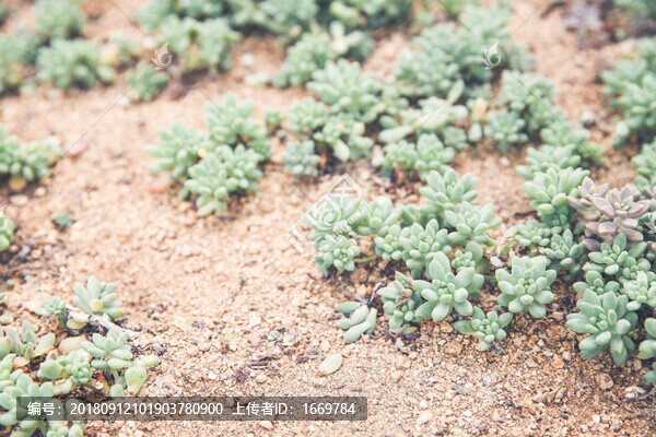 多肉植物