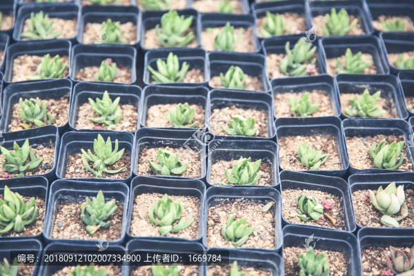 多肉植物