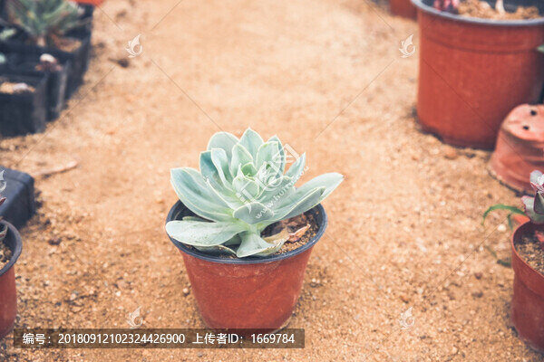 多肉植物