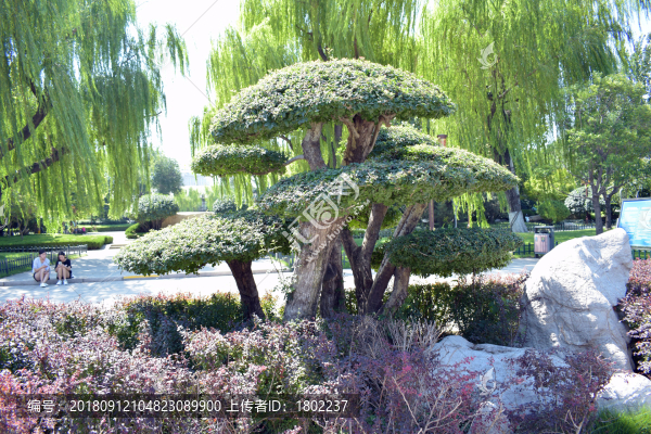 公園景觀樹