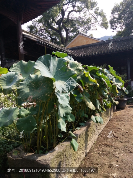 古寺荷花