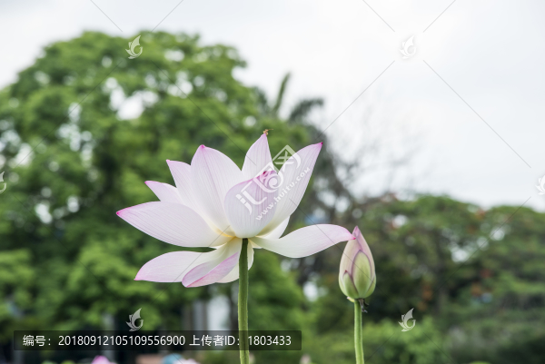 公園綻放荷花