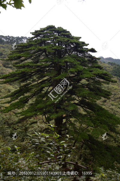 黃山