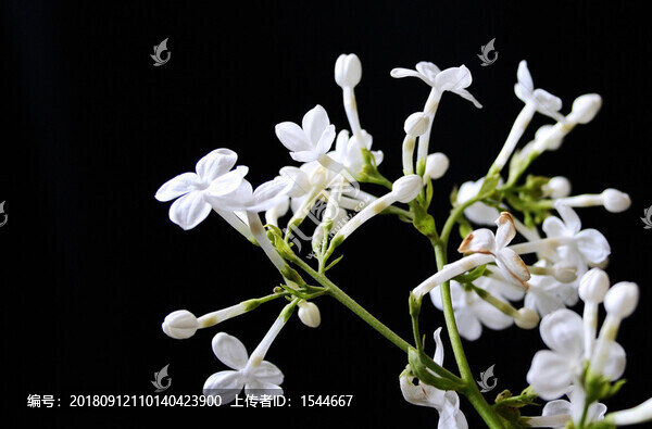 丁香
