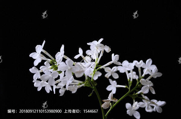 白丁香