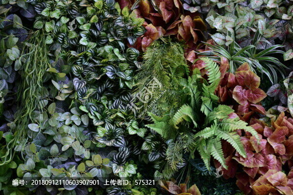 綠色植物墻