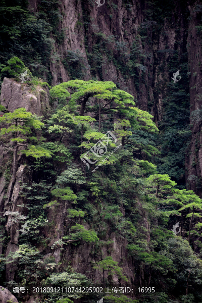 黃山迎客松
