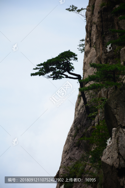 黃山迎客松