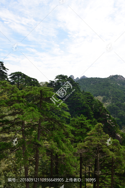 黃山迎客松
