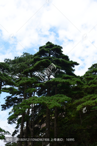 黃山迎客松