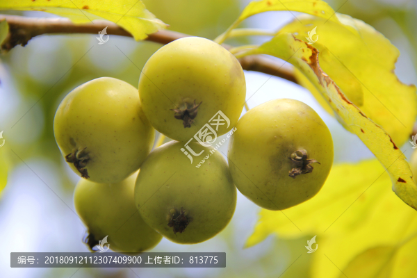 黃色小果子
